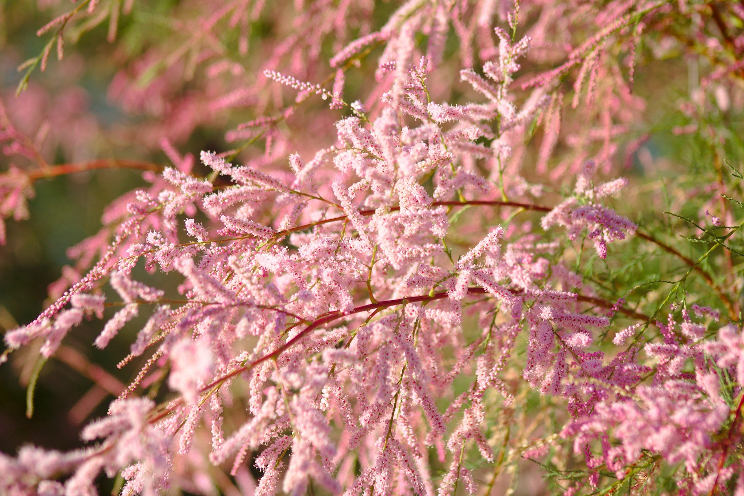 Blooming Tamarisk